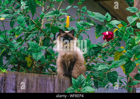 Stare d'une belle asiatique aux yeux bleus et balinaises chat domestique, avec longue fourrure de chat siamois, debout sur une clôture en bois entourée de feuilles vertes et Banque D'Images