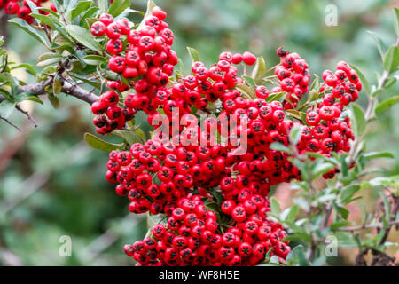 Pyracantha rouge feu rouge baies automne 'Lalandei' Pyracantha rouge Banque D'Images