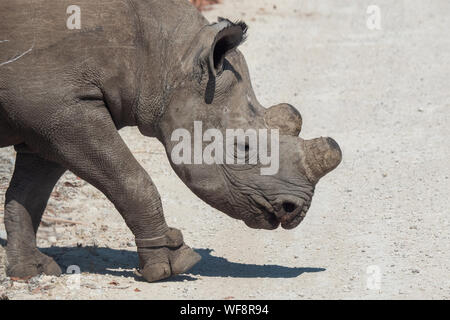 Noir du dehorned ou Hook-Lipped rhinocéros dans le Parc National d'Etosha, Namibie comme mesure contre le braconnage Banque D'Images