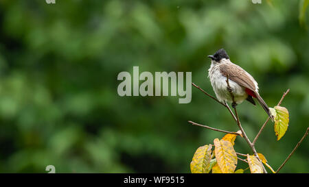 Bulbul à tête fuligineux percher sur wild cherry himalaya perchaude et plumage souffler vers le haut Banque D'Images