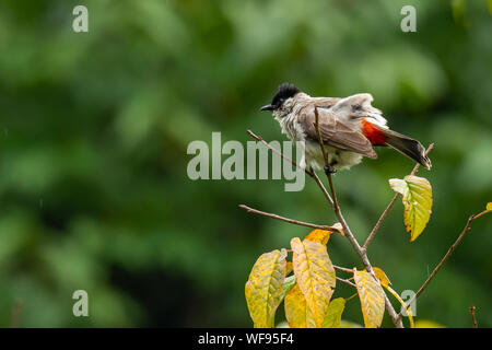 Bulbul à tête fuligineux percher sur wild cherry himalaya perchaude et plumage souffler vers le haut Banque D'Images