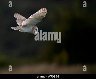 Wild Effraie des clochers (Tyto alba) la chasse au crépuscule, Suffolk Banque D'Images