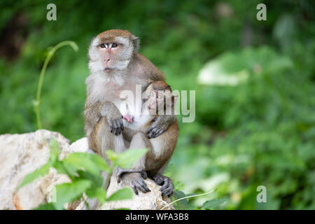 Mère et bébé macaque c'est dans la jungle, en Thaïlande. Banque D'Images