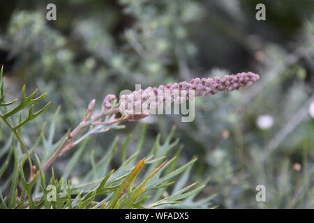 Les boutons de la Grevillea 'Robyn Gordon' Banque D'Images