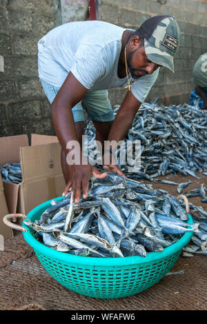 Un homme poisson sardines séchées placer dans un panier avant de les emballer dans des boîtes de carton à Negombo au Sri Lanka. Banque D'Images