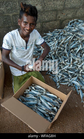 Placer un homme poissons sardine séchées dans une boîte en carton avant la vente à Negombo au Sri Lanka. Banque D'Images