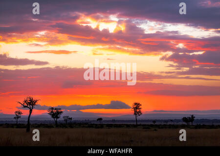 Le lever du soleil sur le Masai Mara, Kenya. Arbres silhouette sur les collines de l'escarpement du Oldoinyio (appelé aussi Oloololo Escarpement Siria) ou, dans le Banque D'Images