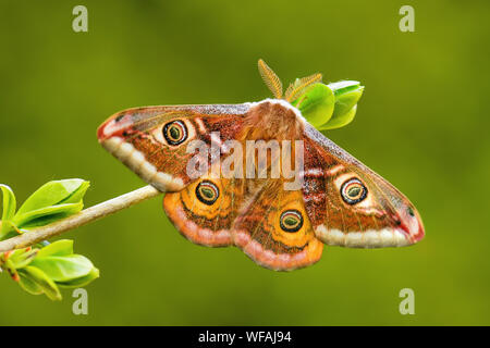 Papillon empereur - Saturnia pavonia, beau papillon de rares forêts et terres boisées, en République tchèque. Banque D'Images