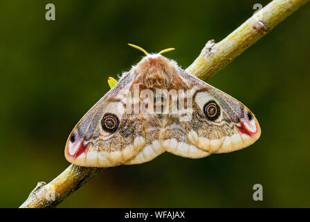 Papillon empereur - Saturnia pavonia, beau papillon de rares forêts et terres boisées, en République tchèque. Banque D'Images