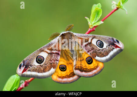 Papillon empereur - Saturnia pavonia, beau papillon de rares forêts et terres boisées, en République tchèque. Banque D'Images