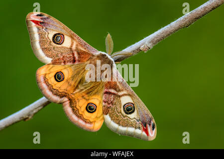 Papillon empereur - Saturnia pavonia, beau papillon de rares forêts et terres boisées, en République tchèque. Banque D'Images