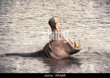 Un hippopotame adultes montre ses dents comme un avertissement pour d'autres hippopotames. Cela semble comme si il est manifeste mais est en fait un signe d'agression. Dans le Mara r Banque D'Images