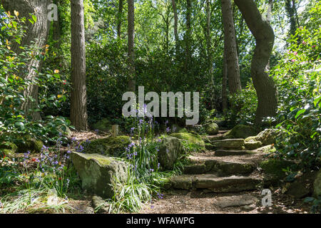 Lea Gardens, Rhododendron gardens situé dans trois acres et demi, à l'extérieur du village de Lea, près de Matlock, Derbyshire, Royaume-Uni Banque D'Images