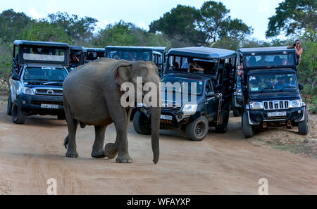 Un éléphant sauvage traverse une route à l'intérieur du parc national de Yala en face d'un groupe de jeeps de safari. Yala est situé près de Tissamaharama au Sri Lanka. Banque D'Images