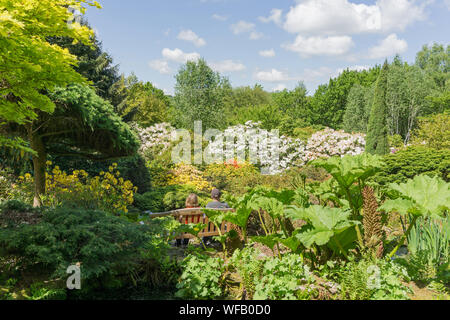 Lea Gardens, Rhododendron gardens situé dans trois acres et demi, à l'extérieur du village de Lea, près de Matlock, Derbyshire, Royaume-Uni Banque D'Images