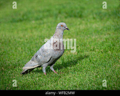 Pigeon sur l'herbe verte, gros plan d'un pigeon gris en parc public Banque D'Images