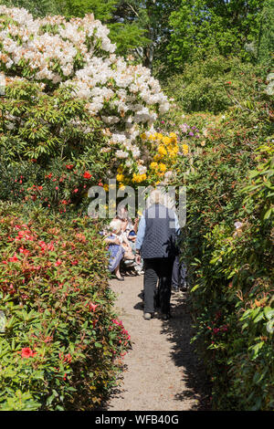 Lea Gardens, Rhododendron gardens situé dans trois acres et demi, à l'extérieur du village de Lea, près de Matlock, Derbyshire, Royaume-Uni Banque D'Images