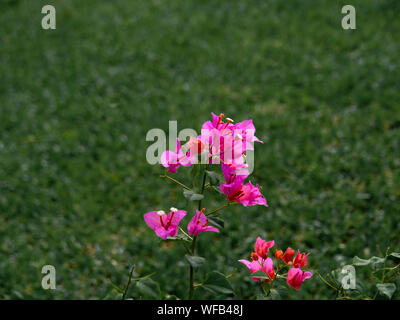 Clouse jusqu'aper fleur en jardin, bougainvillées, Bougainvillea glabra Choisy, nature background Banque D'Images