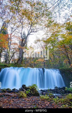 Choshi Otaki Falls ( Oirase Stream ) en journée ensoleillée, belle scène d'automne couleurs d'automne. Forêt, rivière qui coule, les feuilles tombées, les roches moussues Banque D'Images