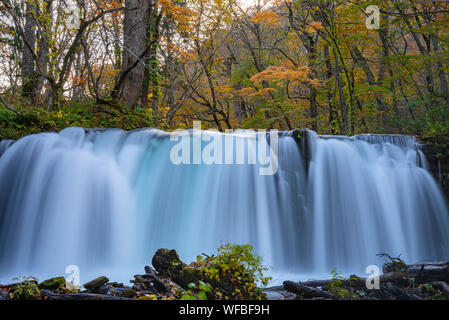 Choshi Otaki Falls ( Oirase Stream ) en journée ensoleillée, belle scène d'automne couleurs d'automne. Forêt, rivière qui coule, les feuilles tombées, les roches moussues Banque D'Images