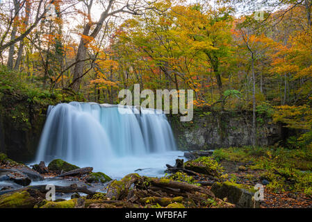 Choshi Otaki Falls ( Oirase Stream ) en journée ensoleillée, belle scène d'automne couleurs d'automne. Forêt, rivière qui coule, les feuilles tombées, les roches moussues Banque D'Images