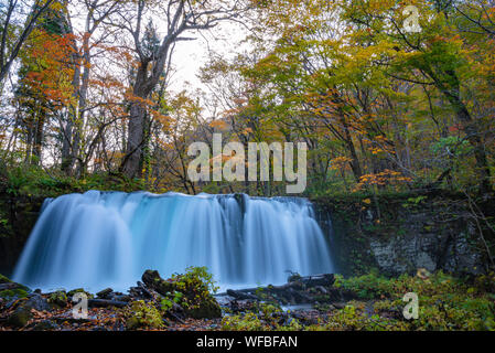 Choshi Otaki Falls ( Oirase Stream ) en journée ensoleillée, belle scène d'automne couleurs d'automne. Forêt, rivière qui coule, les feuilles tombées, les roches moussues Banque D'Images