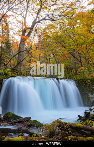 Choshi Otaki Falls ( Oirase Stream ) en journée ensoleillée, belle scène d'automne couleurs d'automne. Forêt, rivière qui coule, les feuilles tombées, les roches moussues Banque D'Images