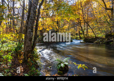 Oirase Stream en journée ensoleillée, belle scène dans des feuilles d'Automne Couleurs d'automne. La rivière qui coule, les feuilles tombées, les roches moussues Towada Kamaishi National Park Banque D'Images