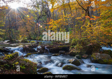 Oirase Stream en journée ensoleillée, belle scène dans des feuilles d'Automne Couleurs d'automne. La rivière qui coule, les feuilles tombées, les roches moussues Towada Kamaishi National Park Banque D'Images