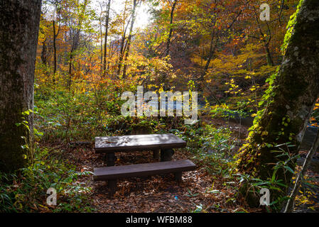 Banc en bois dans la forêt, beau feuillage d'Automne Couleurs d'automne en scène. La rivière qui coule, les feuilles tombées, les roches moussues à Towada Kamaishi Park Banque D'Images