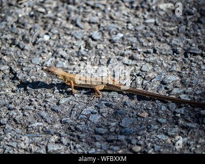 Un gazon japonais, lézard Takydromus, tachydromoides scurries à travers un sentier de randonnée à Yokohama, au Japon. Banque D'Images