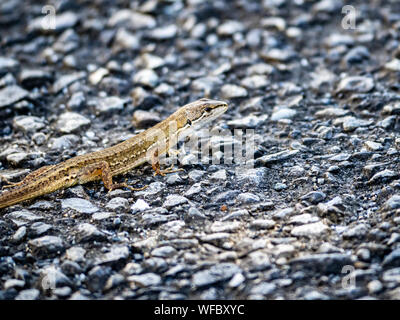 Un gazon japonais, lézard Takydromus, tachydromoides scurries à travers un sentier de randonnée à Yokohama, au Japon. Banque D'Images