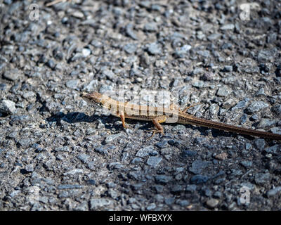 Un gazon japonais, lézard Takydromus, tachydromoides scurries à travers un sentier de randonnée à Yokohama, au Japon. Banque D'Images