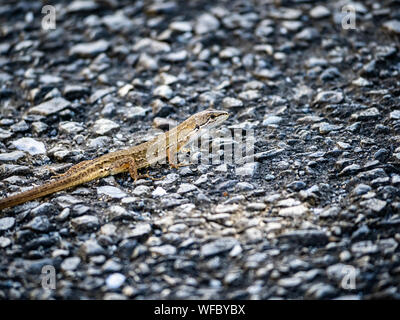 Un gazon japonais, lézard Takydromus, tachydromoides scurries à travers un sentier de randonnée à Yokohama, au Japon. Banque D'Images