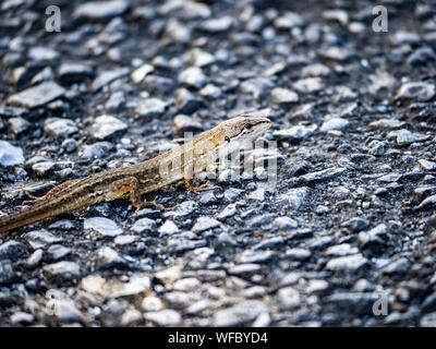 Un gazon japonais, lézard Takydromus, tachydromoides scurries à travers un sentier de randonnée à Yokohama, au Japon. Banque D'Images