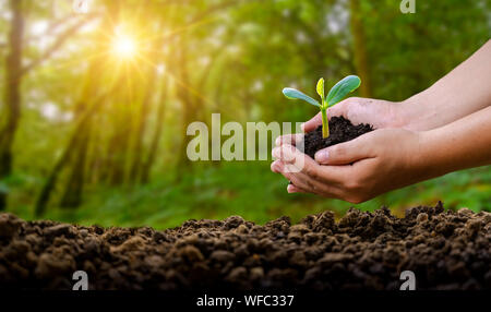 L'environnement le jour de la Terre dans les mains d'arbres de semis. Bokeh fond vert femme hand holding arbre sur la nature champ herbe Forêt conservati Banque D'Images