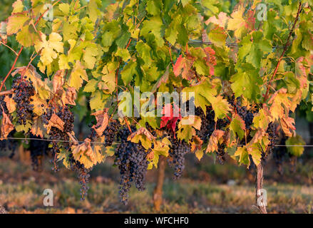 Les raisins de Merlot mûr éclairé par la fin chaude du Soleil en montagne vignoble près de Saint Emilion, Gironde, Aquitaine. France Banque D'Images