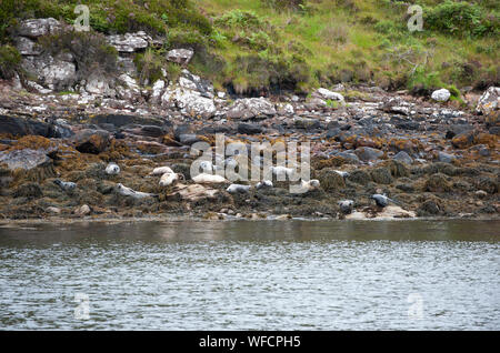 Le phoque commun, également connu sous le nom de Phoques communs, Phoca vitulina, sur l'île de hisser, Îles Summer, Ecosse, îles Britanniques, UK Banque D'Images