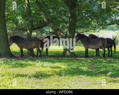 Poneys Exmoor mise à l'abri du soleil sous les arbres de chêne à Skipwith Politique National Nature Reserve, North Yorkshire, Angleterre Banque D'Images