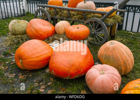 Les citrouilles de grandes tailles, formes et couleurs se trouvent sur l'herbe et le panier. Chasse d'automne de citrouilles à l'extérieur. La culture de légumes, de Halloween de s Banque D'Images