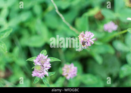 Bumblebee recueille nectar dans une fleur de trèfle Banque D'Images