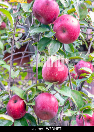 Les pommes d'automne sur l'arbre avant la récolte Banque D'Images
