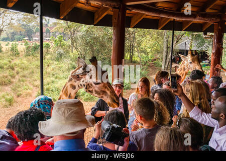 Les touristes au centre Giraffe avec Rothschild girafes étant nourris à la plate-forme panoramique, Nairobi, Kenya Banque D'Images