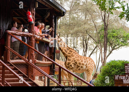 Les touristes au centre Giraffe avec Rothschild girafes étant nourris à la plate-forme panoramique, Nairobi, Kenya Banque D'Images