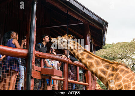 Les touristes au centre Giraffe avec Rothschild girafes étant nourris à la plate-forme panoramique, Nairobi, Kenya Banque D'Images