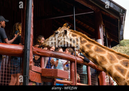 Les touristes au centre Giraffe avec Rothschild girafes étant nourris à la plate-forme panoramique, Nairobi, Kenya Banque D'Images
