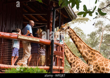 Les touristes au centre Giraffe avec Rothschild girafes étant nourris à la plate-forme panoramique, Nairobi, Kenya Banque D'Images