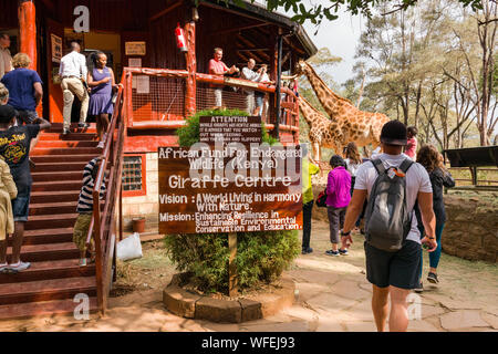 Les touristes au centre Giraffe avec Rothschild girafes étant nourris à la plate-forme panoramique, Nairobi, Kenya Banque D'Images