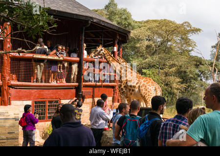 Les touristes au centre Giraffe avec Rothschild girafes étant nourris à la plate-forme panoramique, Nairobi, Kenya Banque D'Images