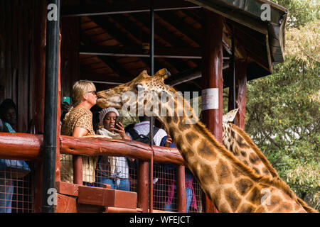 Les touristes au centre Giraffe avec Rothschild girafes étant nourris à la plate-forme panoramique, Nairobi, Kenya Banque D'Images